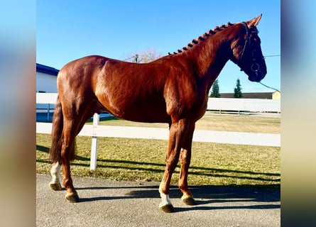 KWPN, Caballo castrado, 5 años, 166 cm, Alazán