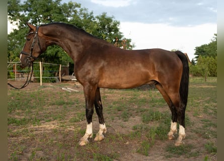 KWPN, Caballo castrado, 5 años, 166 cm, Castaño