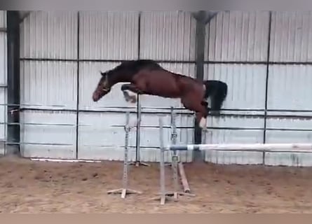 KWPN, Caballo castrado, 5 años, 167 cm, Castaño