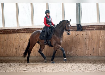 KWPN, Caballo castrado, 5 años, 167 cm, Castaño