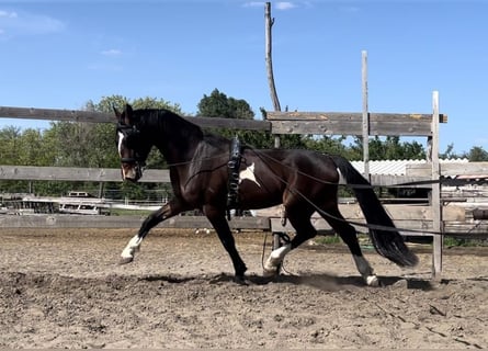 KWPN, Caballo castrado, 5 años, 167 cm, Castaño