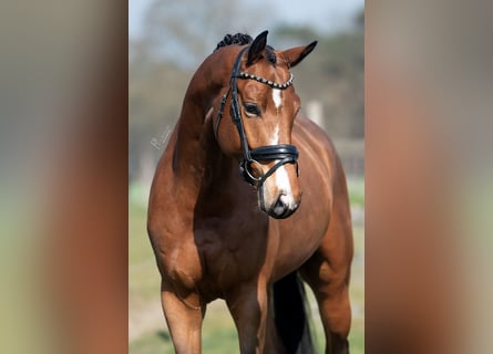 KWPN, Caballo castrado, 5 años, 167 cm, Castaño claro
