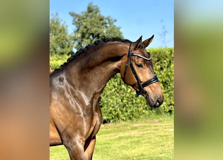 KWPN, Caballo castrado, 5 años, 167 cm, Castaño oscuro