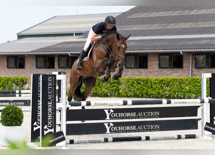 KWPN, Caballo castrado, 5 años, 167 cm, Castaño oscuro
