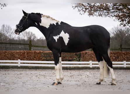 KWPN, Caballo castrado, 5 años, 167 cm, Pío