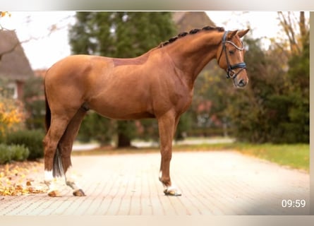 KWPN, Caballo castrado, 5 años, 168 cm, Alazán