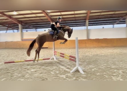 KWPN, Caballo castrado, 5 años, 168 cm, Alazán-tostado