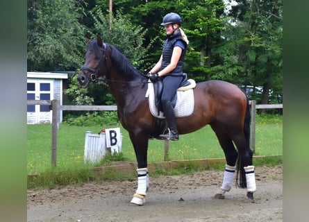 KWPN, Caballo castrado, 5 años, 168 cm, Castaño