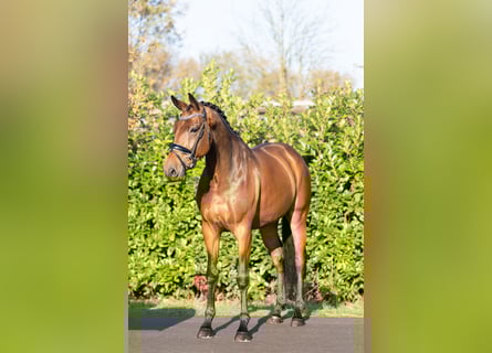 KWPN, Caballo castrado, 5 años, 168 cm, Castaño