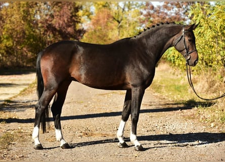 KWPN, Caballo castrado, 5 años, 168 cm, Castaño