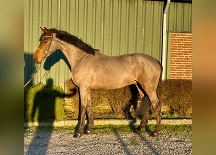 KWPN, Caballo castrado, 5 años, 168 cm, Castaño oscuro