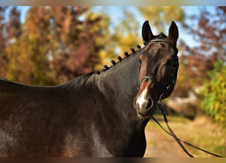 KWPN, Caballo castrado, 5 años, 168 cm, Castaño oscuro KWPN, Caballo castrado, 5 años, 168 cm, Castaño oscuro