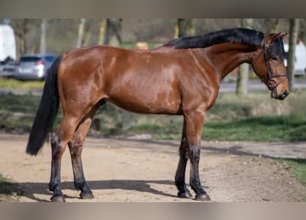 KWPN, Caballo castrado, 5 años, 169 cm, Castaño