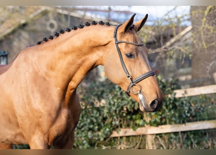KWPN, Caballo castrado, 5 años, 170 cm