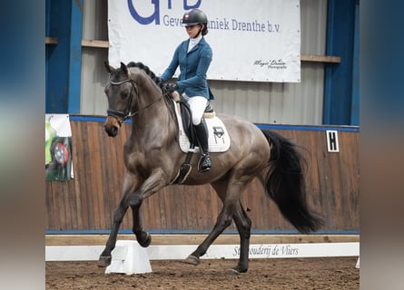 KWPN, Caballo castrado, 5 años, 170 cm, Castaño