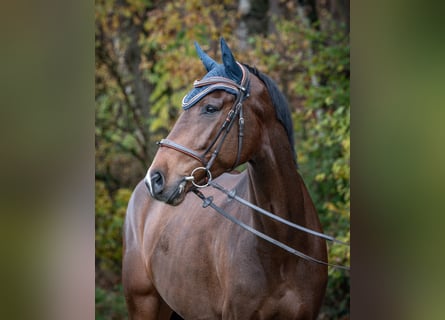 KWPN, Caballo castrado, 5 años, 170 cm, Castaño