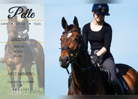KWPN, Caballo castrado, 5 años, 170 cm, Castaño