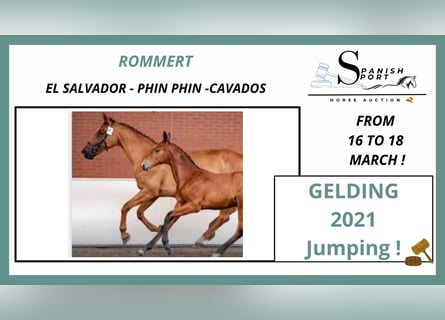 KWPN, Caballo castrado, 5 años, 170 cm, Castaño