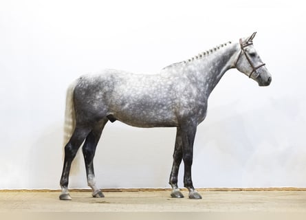 KWPN, Caballo castrado, 5 años, 171 cm