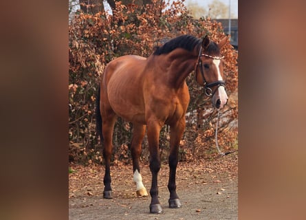 KWPN, Caballo castrado, 5 años, 171 cm, Castaño