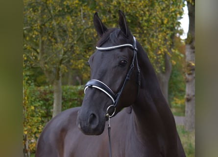 KWPN, Caballo castrado, 5 años, 171 cm, Negro