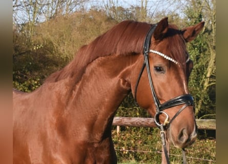 KWPN, Caballo castrado, 5 años, 172 cm, Alazán