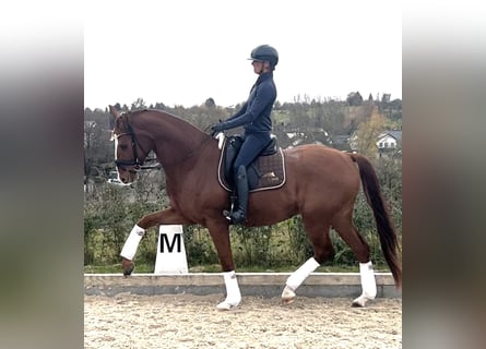 KWPN, Caballo castrado, 5 años, 172 cm, Alazán