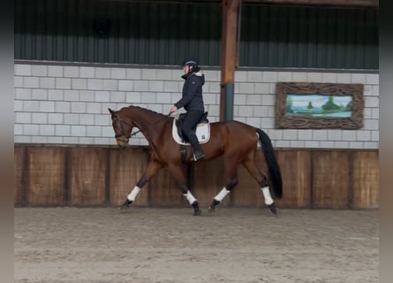 KWPN, Caballo castrado, 5 años, 172 cm, Castaño