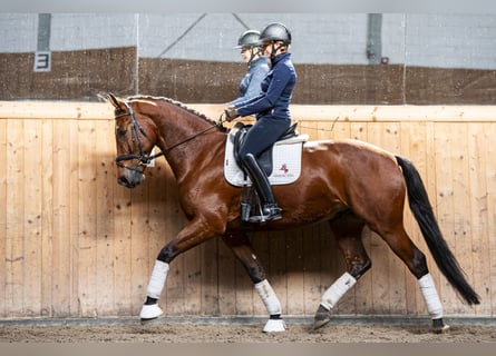 KWPN, Caballo castrado, 5 años, 172 cm, Castaño