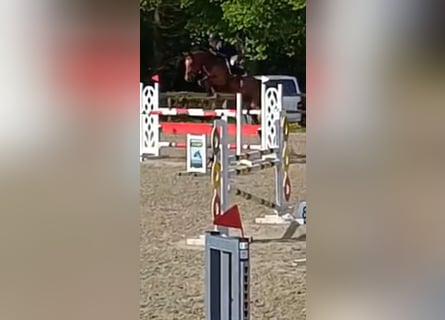 KWPN, Caballo castrado, 5 años, 172 cm, Castaño