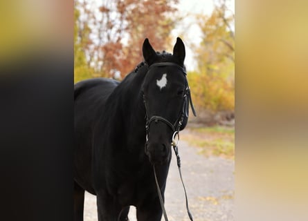 KWPN, Caballo castrado, 5 años, 172 cm, Negro