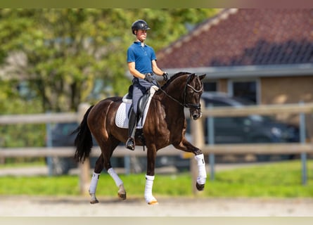 KWPN, Caballo castrado, 5 años, 172 cm, Negro