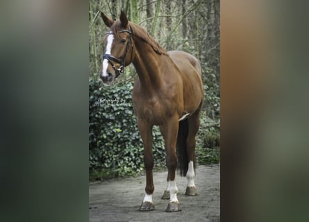 KWPN, Caballo castrado, 5 años, 173 cm, Alazán-tostado