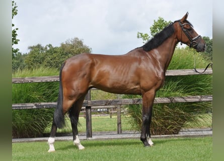 KWPN, Caballo castrado, 5 años, 173 cm, Castaño