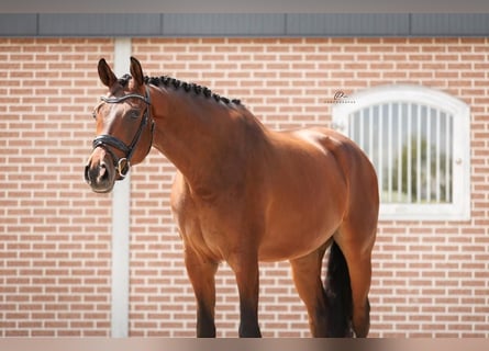 KWPN, Caballo castrado, 5 años, 173 cm, Castaño claro