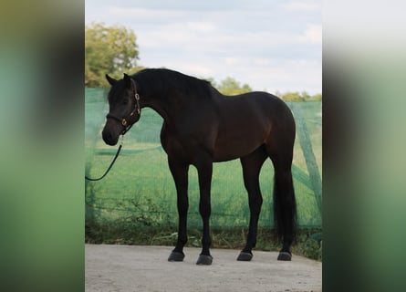 KWPN, Caballo castrado, 5 años, 173 cm, Castaño oscuro