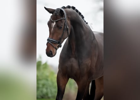 KWPN, Caballo castrado, 5 años, 175 cm, Castaño oscuro