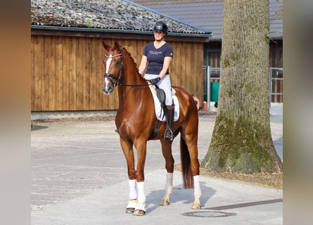 KWPN, Caballo castrado, 5 años, 177 cm, Alazán