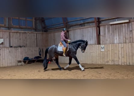 KWPN, Caballo castrado, 5 años, 177 cm, Castaño oscuro