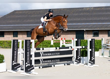 KWPN, Caballo castrado, 5 años, 178 cm, Castaño