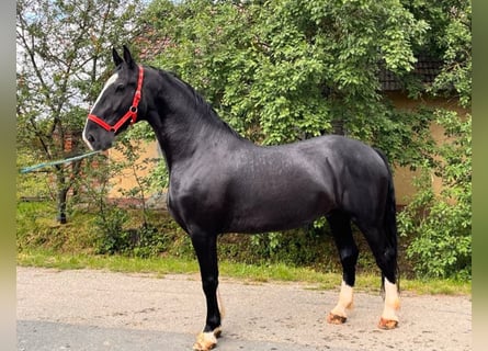 KWPN Mestizo, Caballo castrado, 5 años