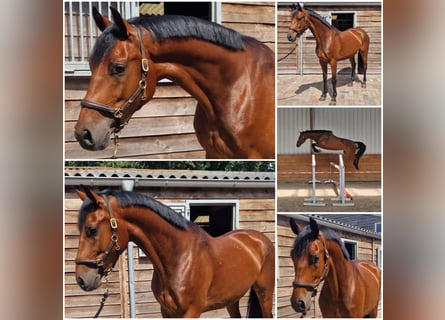KWPN, Caballo castrado, 5 años