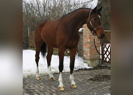 KWPN, Caballo castrado, 5 años, Castaño rojizo