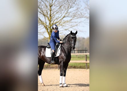 KWPN, Caballo castrado, 5 años, Negro