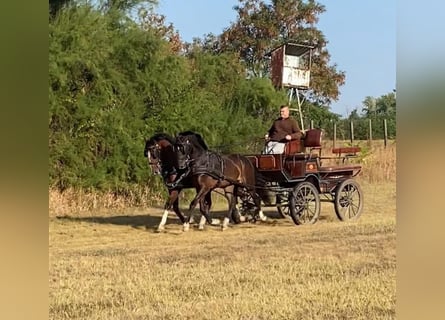 KWPN, Caballo castrado, 6 años, 160 cm, Castaño rojizo