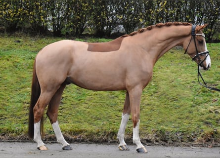 KWPN, Caballo castrado, 6 años, 166 cm, Alazán