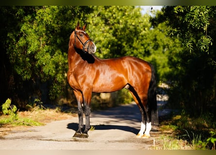 KWPN, Caballo castrado, 6 años, 166 cm, Castaño