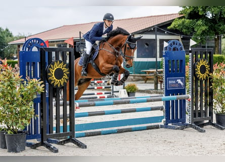 KWPN, Caballo castrado, 6 años, 166 cm, Castaño