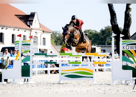 KWPN, Caballo castrado, 6 años, 166 cm, Castaño oscuro