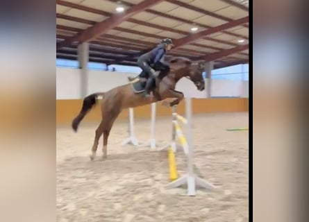 KWPN, Caballo castrado, 6 años, 168 cm, Alazán